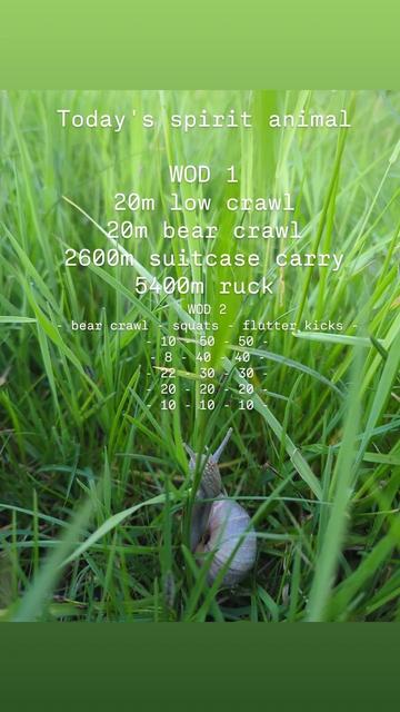 snail climbing up grass in deep grass