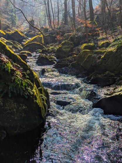 This photograph captures a stream flowing through a woodland setting. The water, unlike the previous image, is not blurred by a long exposure, and individual ripples and splashes are visible as it cascades over the dark rocks. The rocks on either side of the stream are covered in bright green moss, contrasting with the dark, wet stone. The surrounding forest is dense, with tall, bare trees reaching up into the sky. The light is soft and diffused, creating a tranquil and slightly misty atmosphere. The sunlight reflects off the water, creating a sparkling effect.