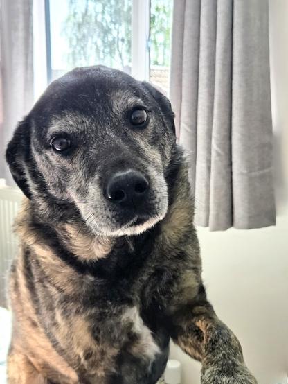 An old brindle coloured dog holding out a paw and looking lovingingly at the viewer
