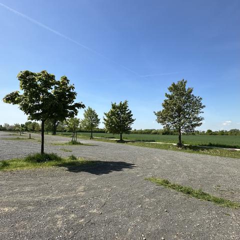 Parkfläche mit einigen Bäumen und Wiese dahinter