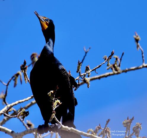 Cormoran à Aigrettes. Photographie par Cindy Cinnamon