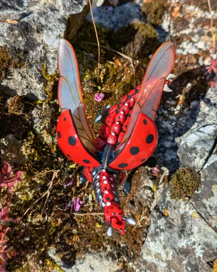 Une dragonne coccinelle rouge à point noir vue de haut