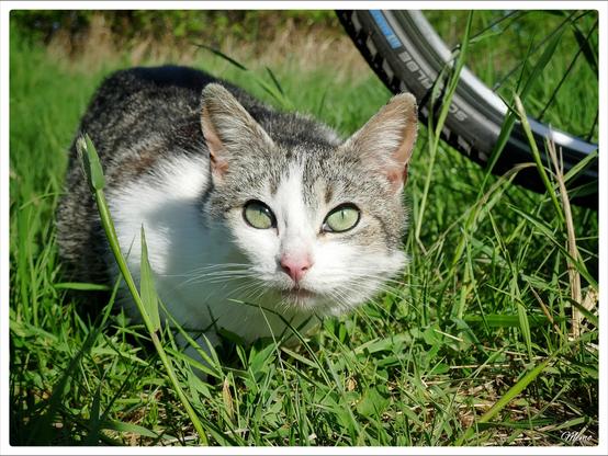 Bildbeschreibung:
Die Moorkatzen beim Fressen.