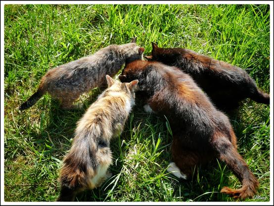 Bildbeschreibung:
Die Moorkatzen beim Fressen.