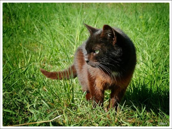 Bildbeschreibung:
Die Moorkatzen beim Fressen.