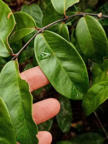 Closeup of Gnetum leaves