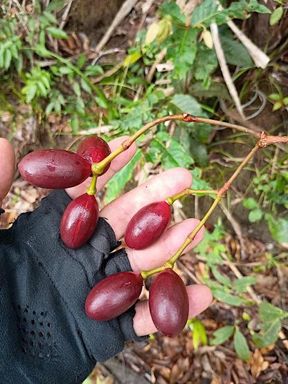 Closeup of Gnetum seeds in the hand of the photographer