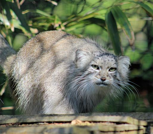 Pallas’s Cat Akar is standing on the roof of her wooden shelter.