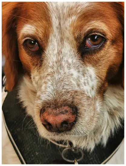 Sehr nahes Frontal-Portrait eines braun-weiß gescheckten Jagdhundes. Der Fokus liegt auf Schnauze mit der Nasenpartie sowie auf den Augen.  Der Kopf ist ab der Stirn abgebildet, es ist nur ein Ohr zu sehen, der Bildschnitt stark eingegrenzt.