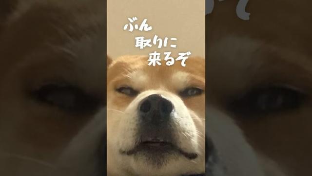 ラグビーに参戦しかける柴犬 #柴犬 こむぎ #犬 #shibainu