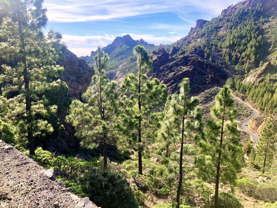 This is perhaps one of the most spectacular hiking routes I've done so far in the island. On the way up to Roque Nublo, through Ayacata, in the midst of the mountains and pine tree forests, you can see a road on the right side with a car driving through. All in all, showing rather tiny, so you can see how high up that trekking route is. The landscape, with no ocean to be seen, is just spectacular. Majestic, even. One can feel so tiny some times with such overwhelming powerful landscapes 😍👍🏻