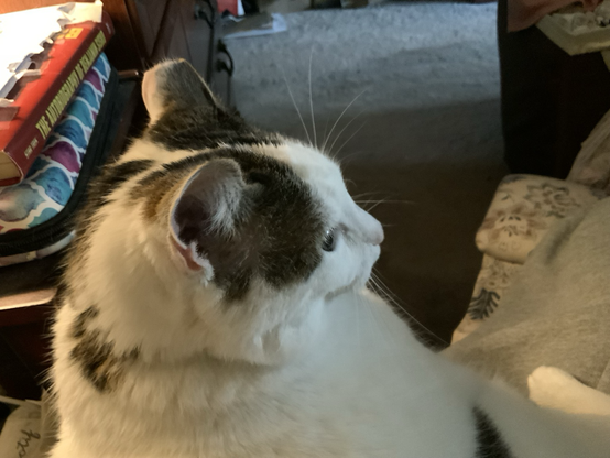white and tortoiseshell grey mix cat with ears back on a person’s lap, preventing them from working on their tablet device; the cat is waiting, impatiently, to be fed. For protection, the human has a thick hoodie on her lap to protect her legs from the claw grip of pain.