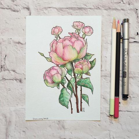 A drawing of a pink peonies on pale blue paper.
Peonies are native to Asia, Europe, and Western North America. They represent romance and love and are considered a good omen of a happy marriage. They're also the traditional flower for 12th wedding anniversaries.
An original art work
Colour pencil and mixed media on acid free toned artist paper
5 by 7 inches (12.7 by 17.8 cm).
Sold unframed