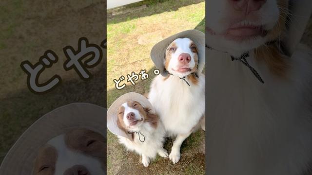 帽子コーデをする犬達が可愛すぎる😂👒✨【ボーダーコリー・オーストラリアンシェパード】#shorts