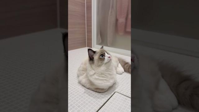 お風呂大好きストーカー猫🐱（ちゃんと水は嫌い）#ラグドール #ブルーポイントバイカラー#ラガマフィン #子猫 #猫#黒猫 #ragdoll #ragamuffin #cat #blackcat