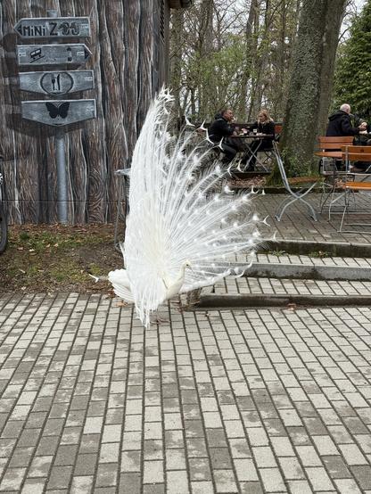 Ein weißer Pfau zeigt sein Gefieder auf einer gepflasterten Fläche in der Nähe einer Holzkonstruktion mit einem Wegweiser. Im Hintergrund sitzen Menschen an Tischen und genießen Speisen und Getränke inmitten einer natürlichen Umgebung.