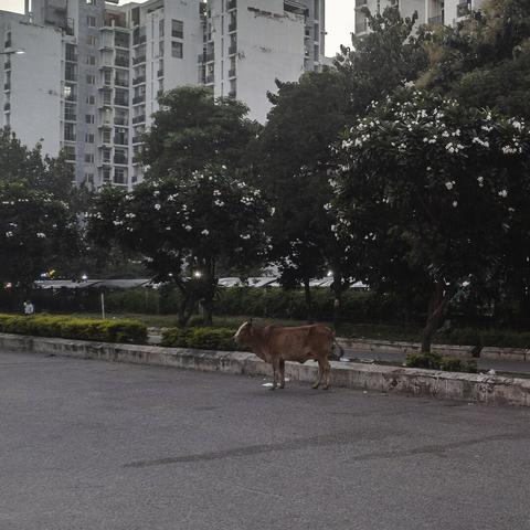 an image of a brown cow standing near a road divider, with green leaved trees and high rise apartment buildings in the background.