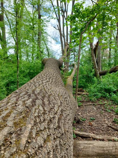 Der lange dicke Stamm einer Esche liegt auf dem Waldboden. Die netzartige Rindenstruktur ist für Eschen typisch.