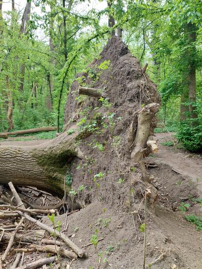Der Wurzelteller ist aus der Erde gehoben. Die dicken verholzten Wurzeln wurden sichtbar grob abgerissen.