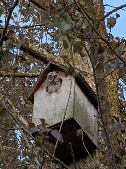 Natugleunge (natugling) kigger ud af uglekassen
___
Tawny owl owlet looking out of the box