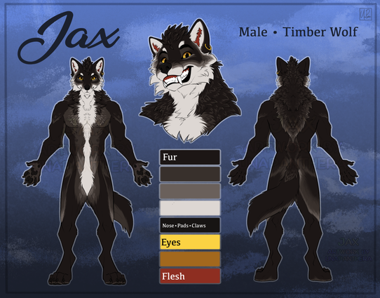A ref sheet showing a black wolf with dark grey markings, and a white lower half of his face & streak down his belly. He has golden eyes and a gold hoop in his left ear. The name 'Jax, male, timber wolf' is written across the top.