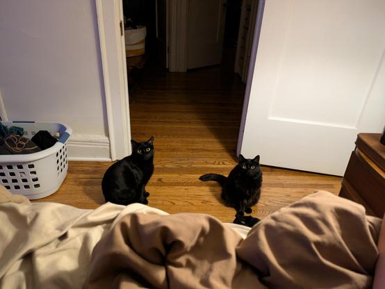 Two black cats