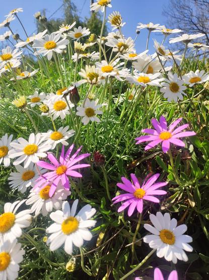 A photo of pink and white daisies