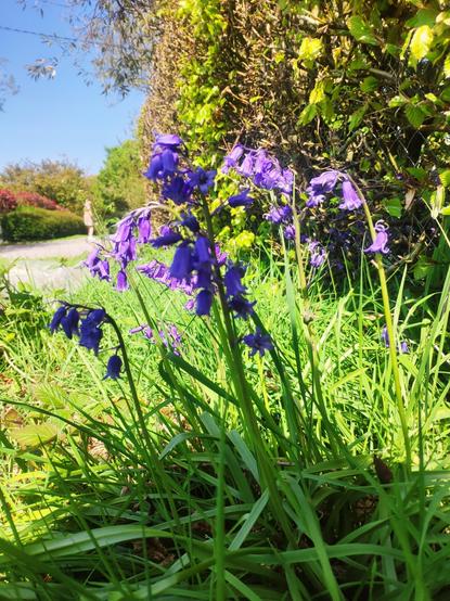 A photograph of bluebells and with a woman in the distant background