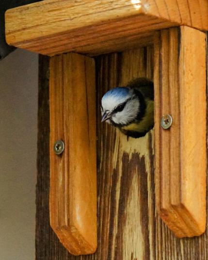 Eine Blaumeise schaut aus der Öffnung eines hölzernen Nistkastens heraus. Der Kasten besteht aus unbehandeltem Holz mit sichtbarer Maserung.