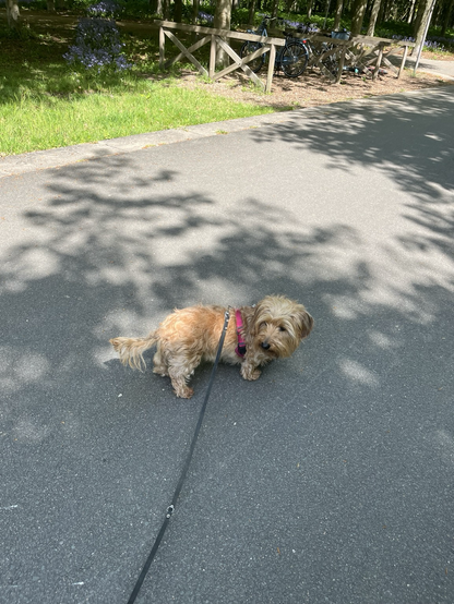 Puncky dachshund