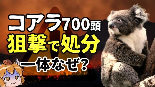 【なぜ】コアラ700頭をヘリから狙撃…オーストラリアで今何が起きているのか