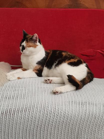 photography of a calico cat lying on a white blanket with a bright red couch background that has a wooden border.