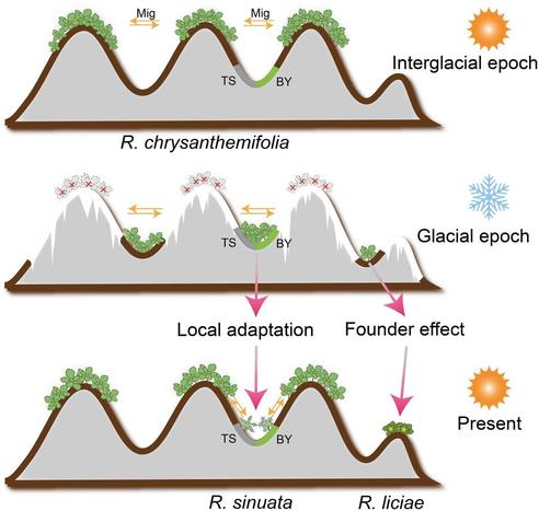 Diagram illustrating the impact of local adaptation and founder effects on budding speciation in Rhodiola sect. Trifida between the interglacial epoch and the present.