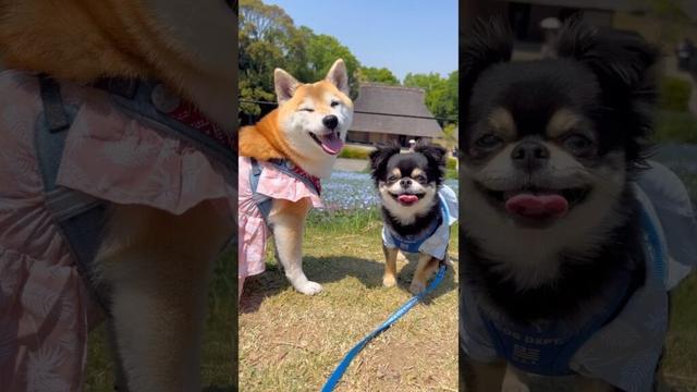 ネモフィラ散歩🐶🐶🐾#柴犬 #チワワ #shorts