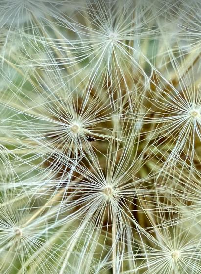 Makroaufnahme einer Pusteblume, die feine, filigrane Strukturen in faszinierender Dichte zeigt. Die weißen Fallschirmchen wirken auf den ersten Blick chaotisch verteilt – doch bei genauerem Hinsehen offenbaren sich wiederkehrende Muster, symmetrische Ausrichtungen und natürliche Ordnung im vermeintlichen Wirrwarr.

Das Bild steht symbolisch für das, was intuitive Menschen (MBTI: N-Typen) instinktiv erfassen: Ordnung im Ungeordneten, Struktur im Offensichtlichen, Bedeutung hinter dem Sichtbaren. Eine visuelle Metapher für das Zusammenspiel von Chaos und System – und die Kraft der Intuition, das Unsichtbare zu erkennen.🖖