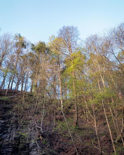 Sunrise on the trees above the hollow. April 29, 2025. Phone, Halide Raw, post in LR Mobile.