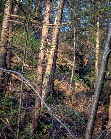 Sunrise entering the woods above. April 29, 2025. Phone, Halide Raw, post in LR Mobile.