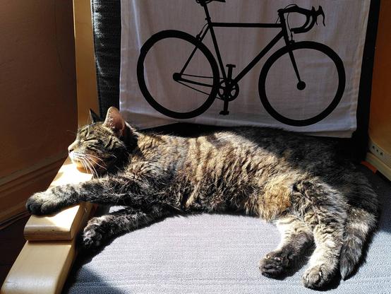 Eine schlafende Katze auf einem Sessel in der Sonne.