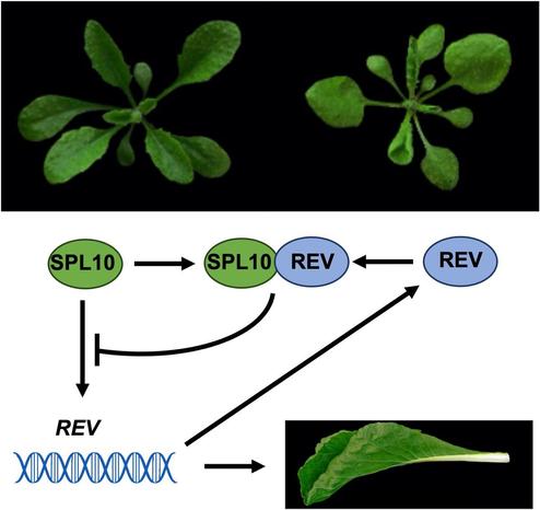 This annotated flow diagram illustrates how the SQUAMOSA PROMOTER BINDING PROTEIN-LIKE10-REVOLUTA module acts as a negative feedback loop in plants to prevent REVOLUTA and its regulated genes from becoming too active, thus helping keep the leaves from curling too much and maintaining their proper shape.