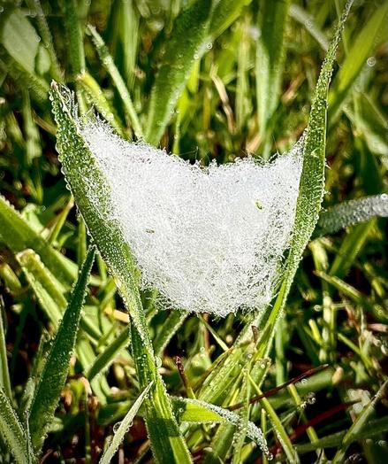 Photo of a tiny web with dew drops, made by Francoise Vaal.