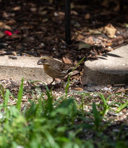 House finch on seed in mouth walks on the ground