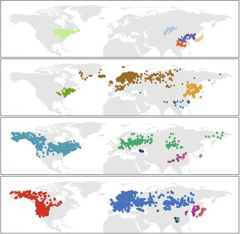 Four world maps to support the reported impacts of climatic niche breadth, phylogeny, traits and ploidy on geographical ranges of Betula species.