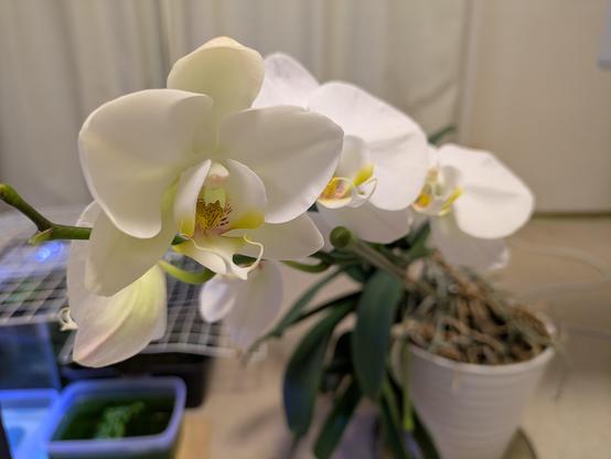 手前に伸びてきている胡蝶蘭の白い花。5輪の花が咲いている。