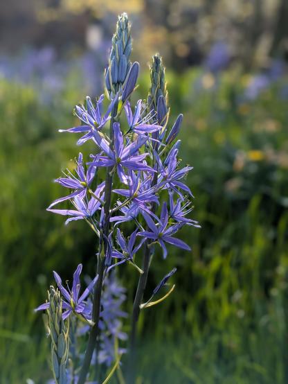 Colour photograph of a mauvy blue Indian hyacinth flower stalk, with a blurred green background.