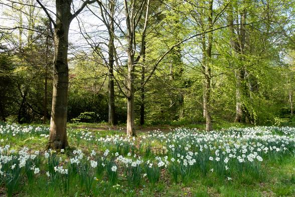 Colour photograph of a large patch of pale yellow daffodils, growing amid long grass in a woodland setting.