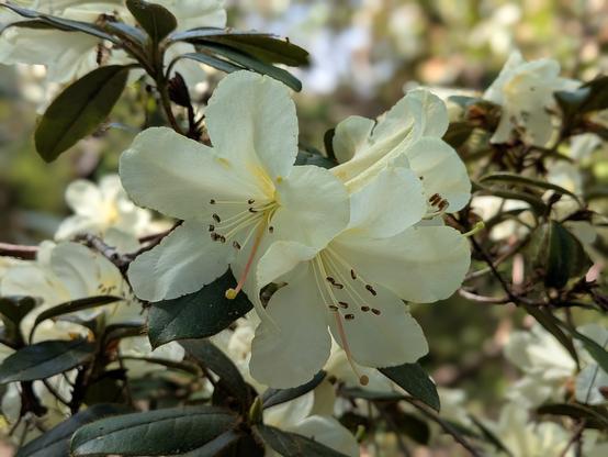 Colour photograph of a very pale lemon yellow rhododendron flower, with a blurred background.