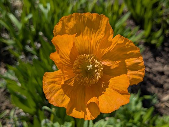 Colour photograph of a bright orange california poppy flower, with a blurred green background.