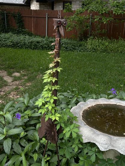 A 3 foot yard art metal sculpture of a crane. Well rested, red marble eyes standing next to around scallop edged birdbath. At her feet and Round Circle, Mexican petunias with only two purple ones blooming at this time  up to her tail feathers. In the background a cedar fence with a vinca minor and an American beauty berry shrub. To the left and going around the corner, odd shaped pavers and set into the lawn. Up Her body and neck is a wild grapevine as if she has a boa on or a ruffled tuxedo front. Desdemona in her best finery.