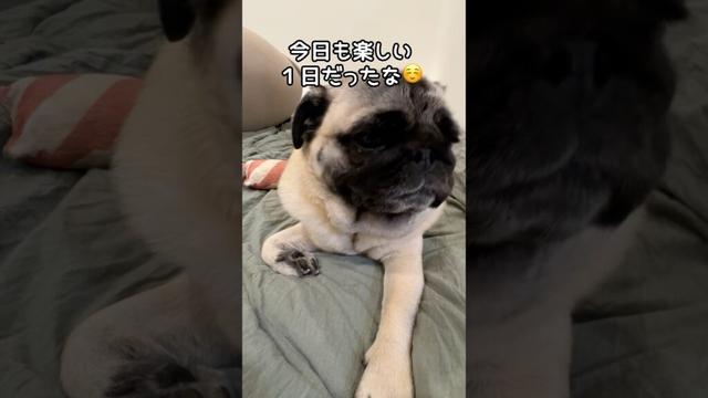 僕の食後のルーティーン What my dog does after every meal　#パグ  #子犬  #pug #pugdog #puglove #cutedog #routines