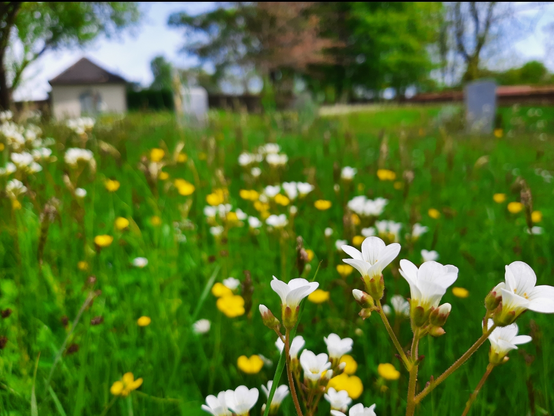 Blumenwiese mit gelben und weissen Blüten. Im Hintergrund unscharf Grabmale und ein kleines (Klo-) Häusschen.